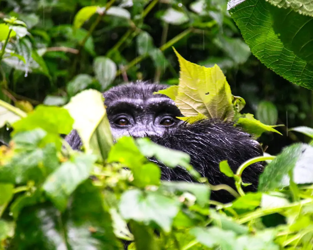 Berggorilla Uganda Reise