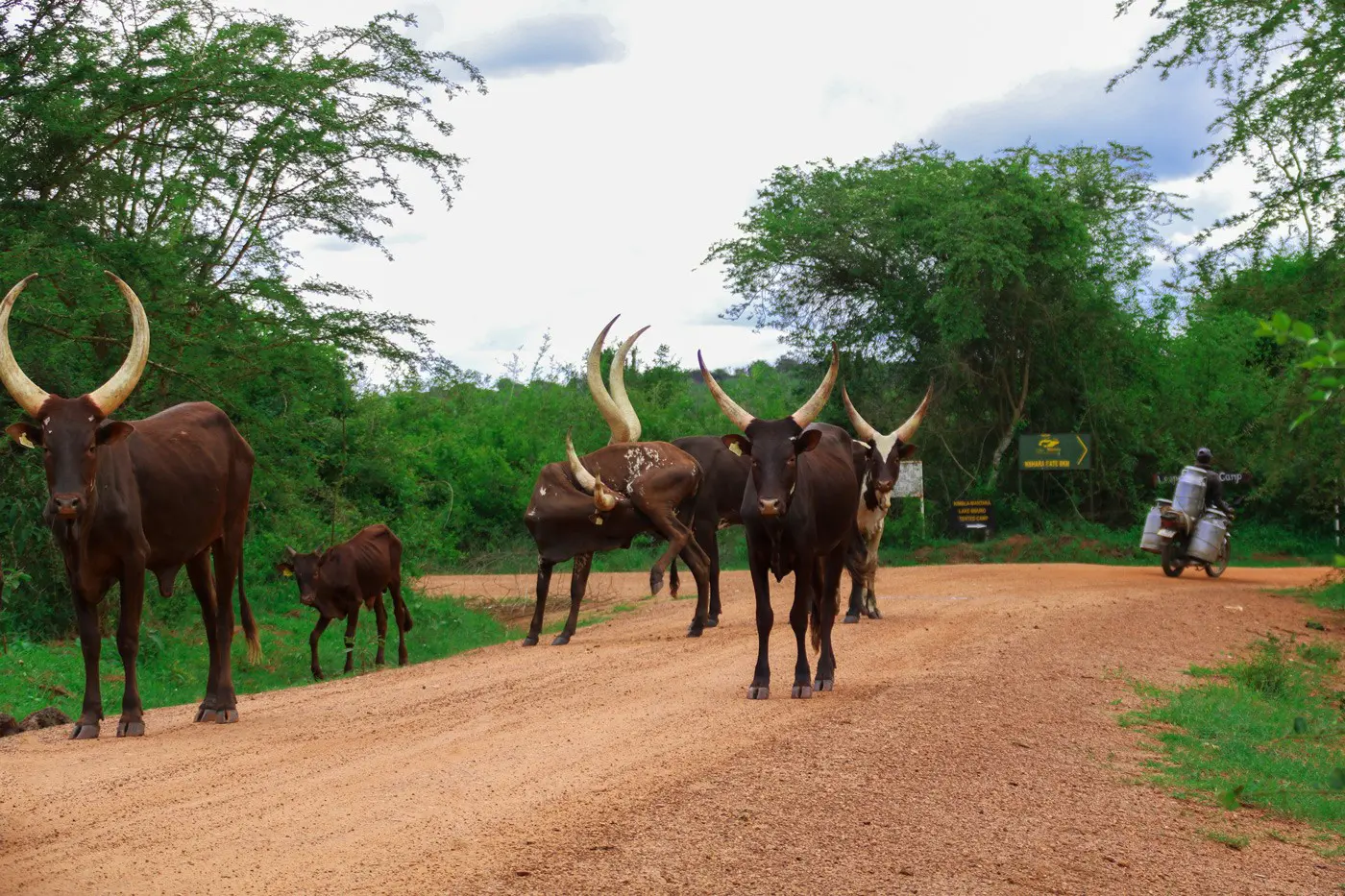 Ankole Rinder Uganda