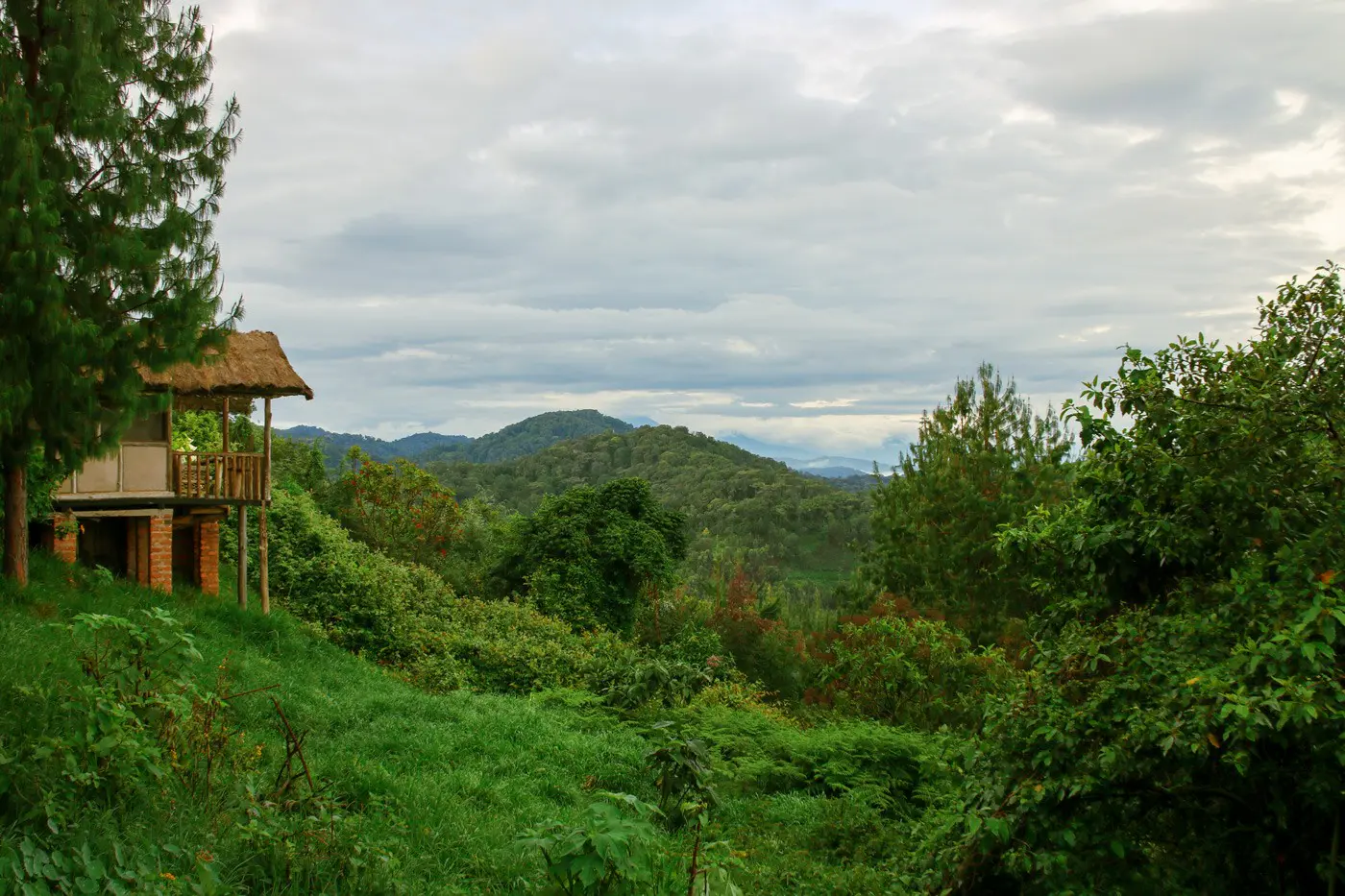 Bwindi Impenetrable Nationalpark