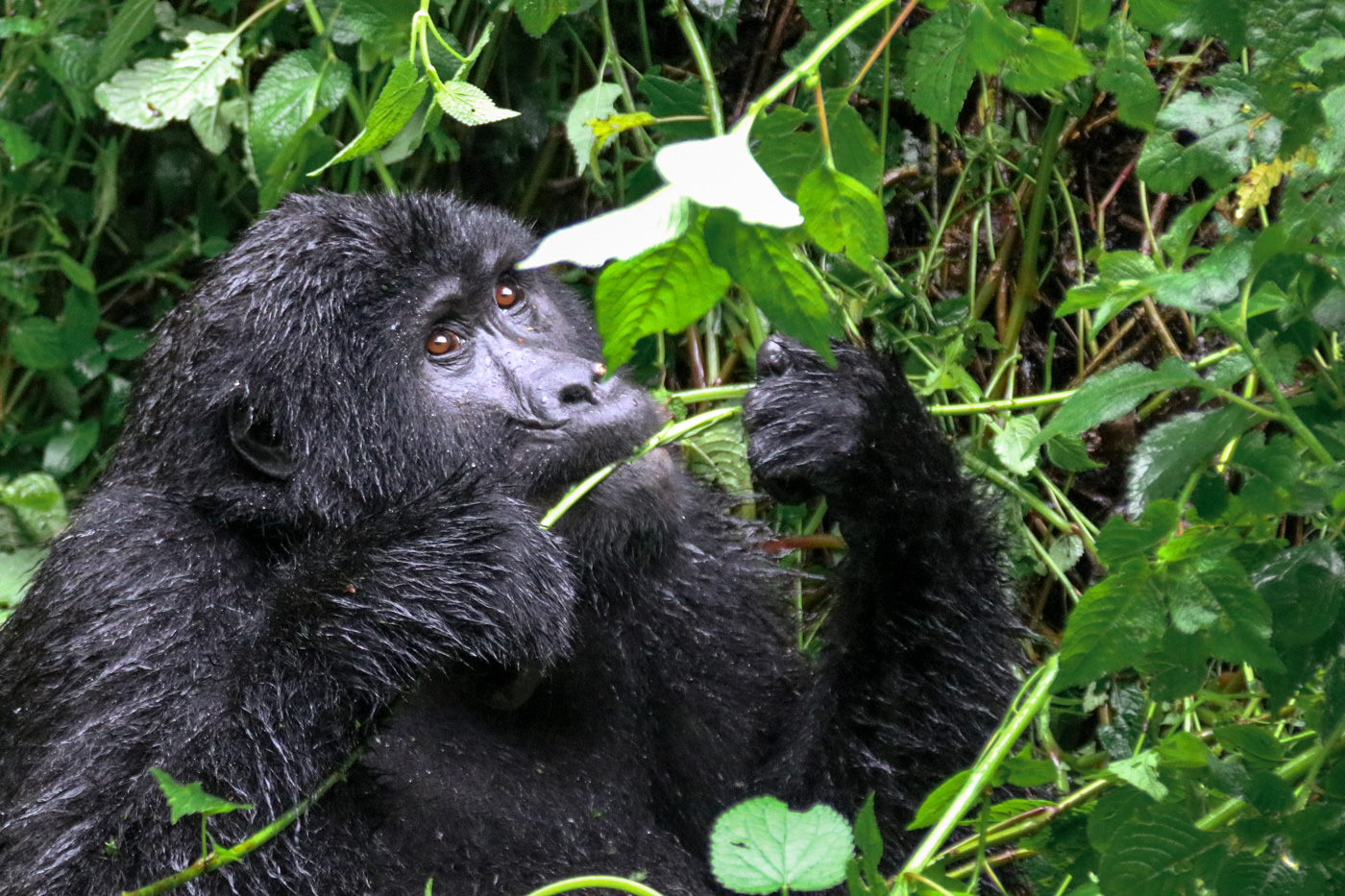 Berggorilla-Bwindi-Nationalpark-Uganda