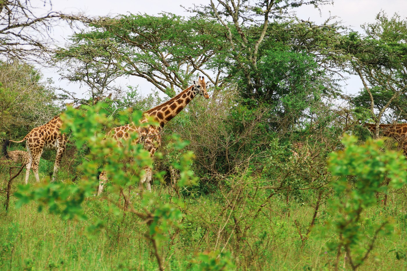 Giraffen Lake Mburo Nationalpark