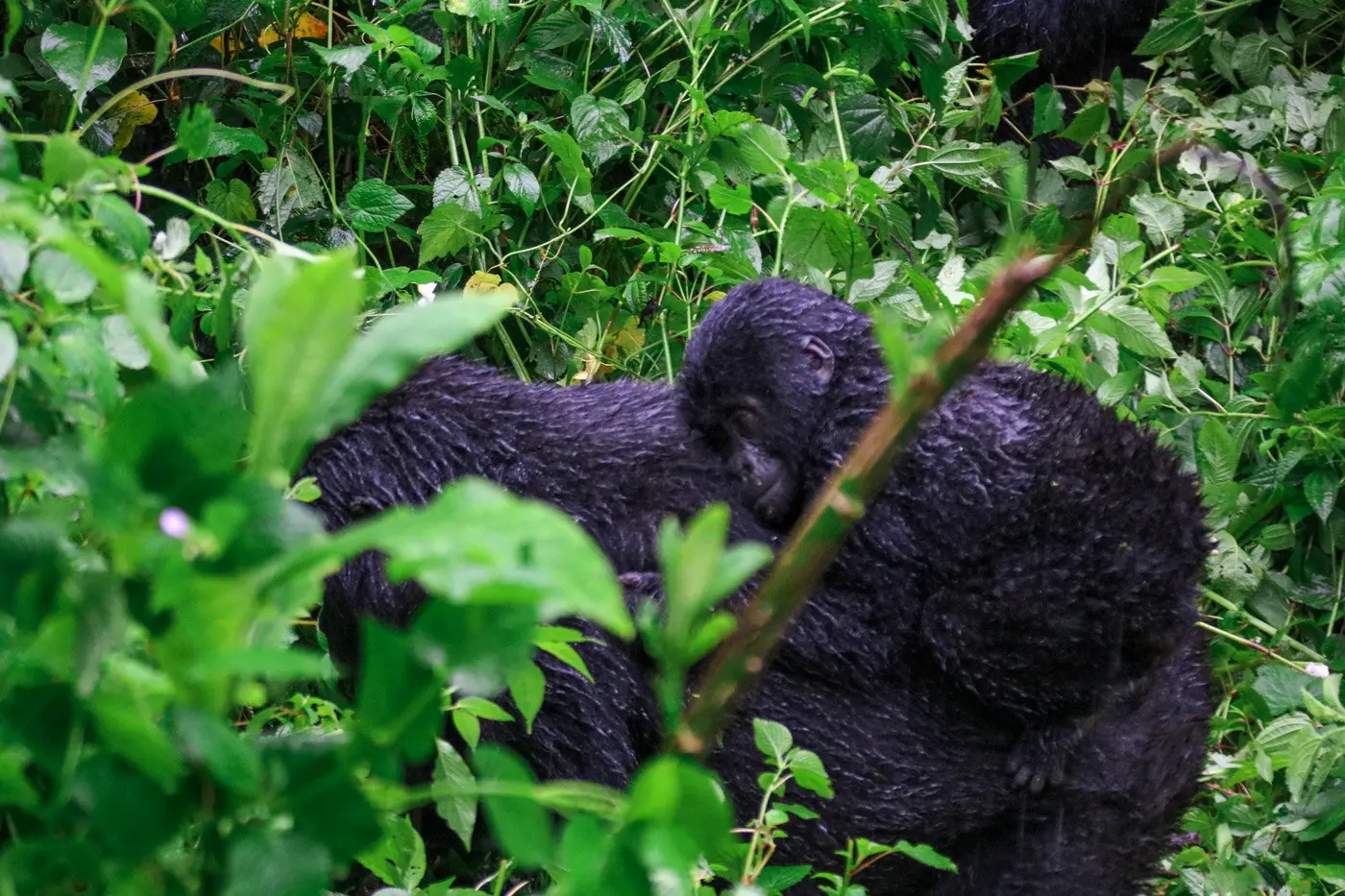 Gorilla Trekking