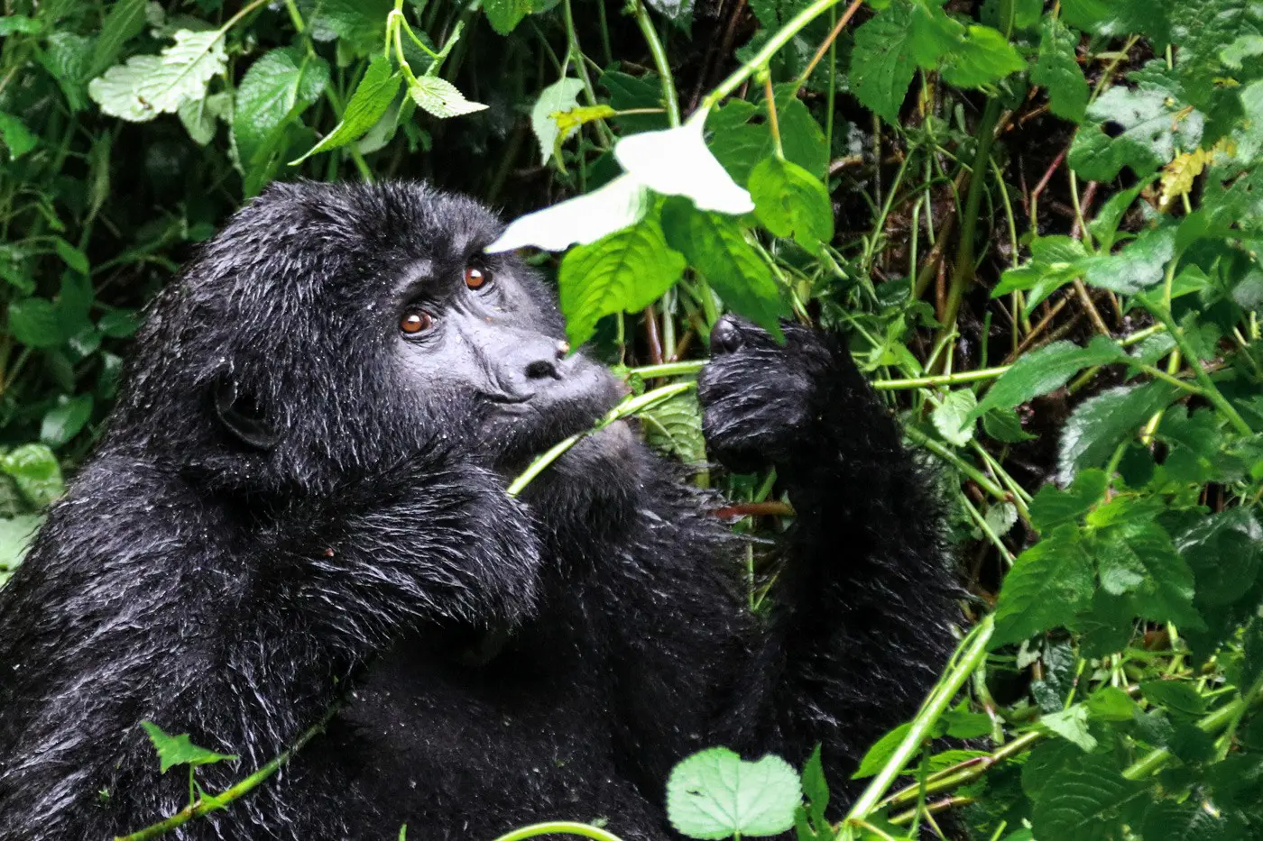 Rundreise und Gorilla Trekking Uganda