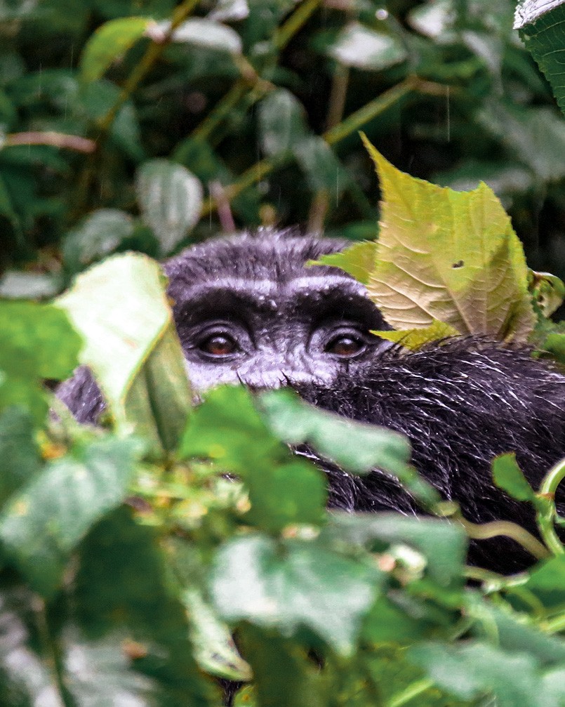 Berggorilla Uganda