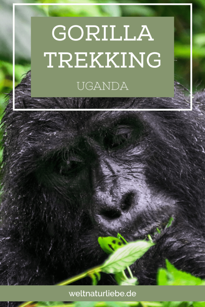 Gorilla Trekking Ugana