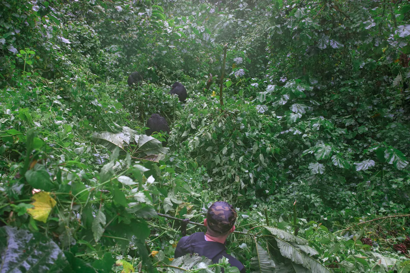 Rundreise und Gorilla Trekking Uganda