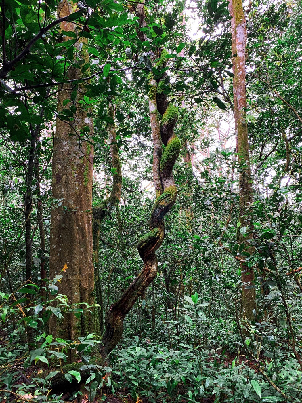 Regenwald Uganda