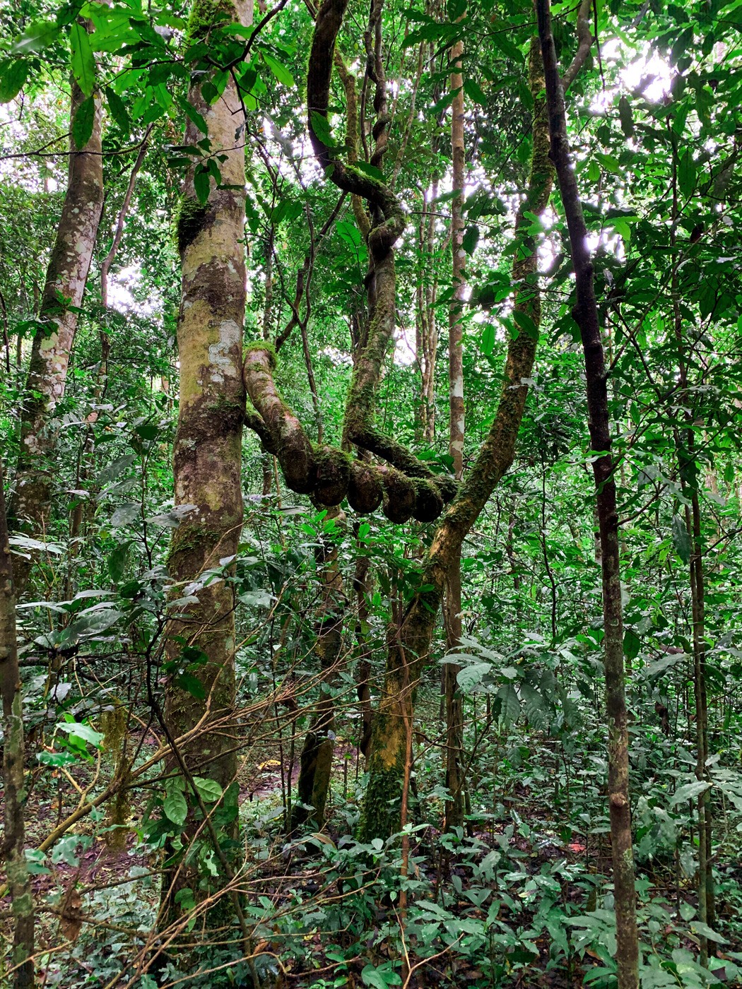 Regenwald Uganda