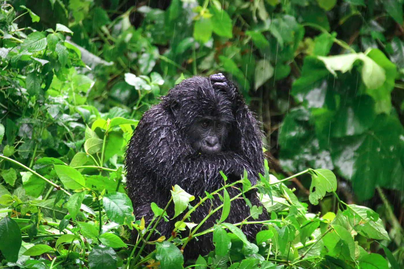 Gorilla Trekking