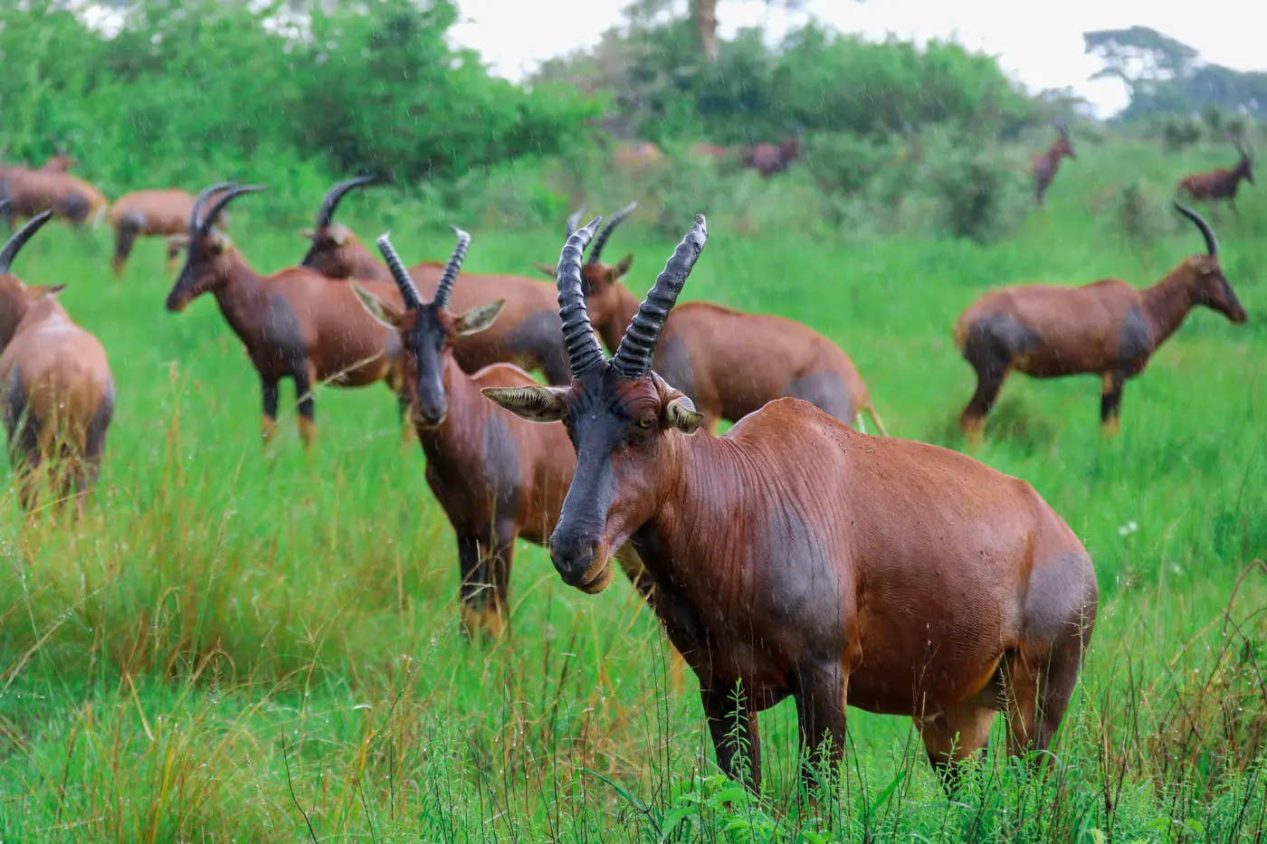 Leierantilopen - Queen Elizabeth Nationalpark