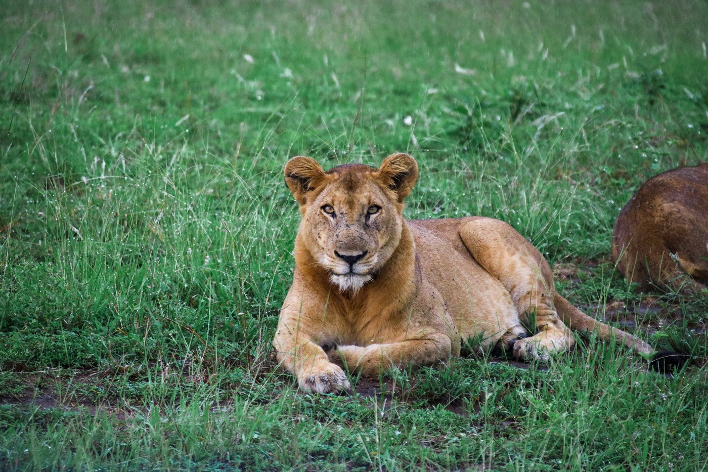 Löwe - Queen Elizabeth Nationalpark