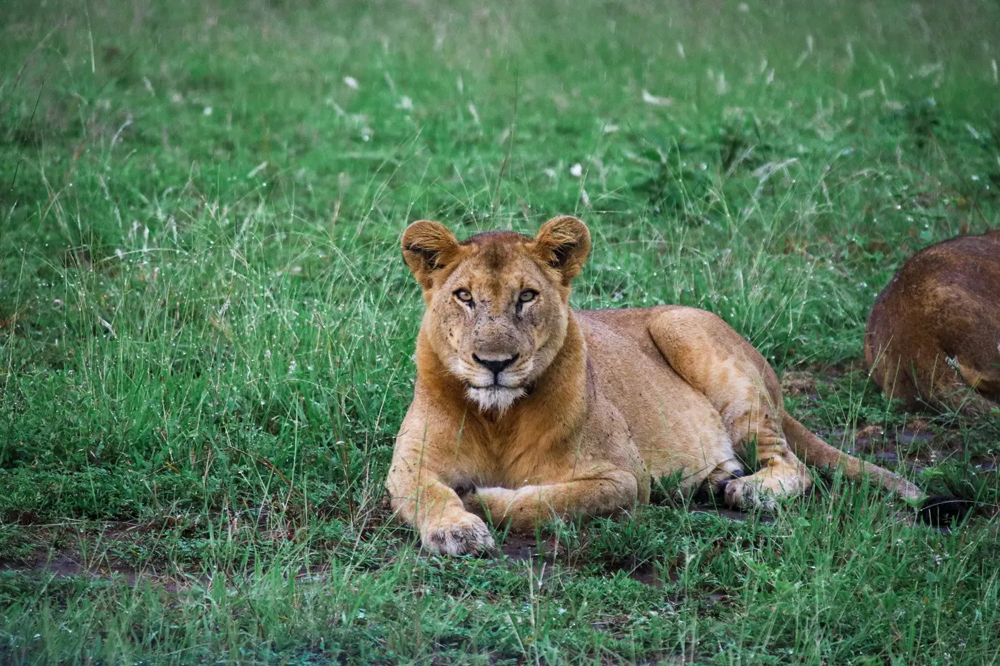 Löwe - Queen Elizabeth Nationalpark