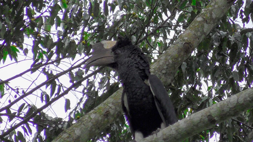 Nashornvogel