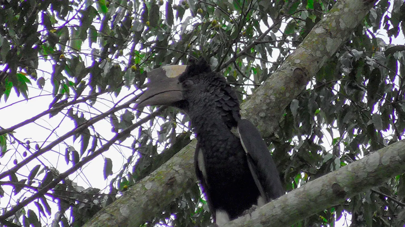 Nashornvogel - Rundreise und Gorilla Trekking Uganda