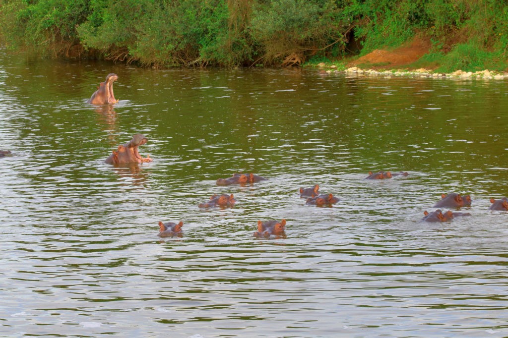 Nilpferde Lake Mburo