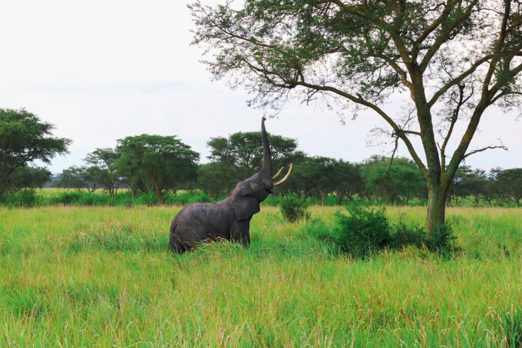 Elefant Queen Elizabeth Nationalpark