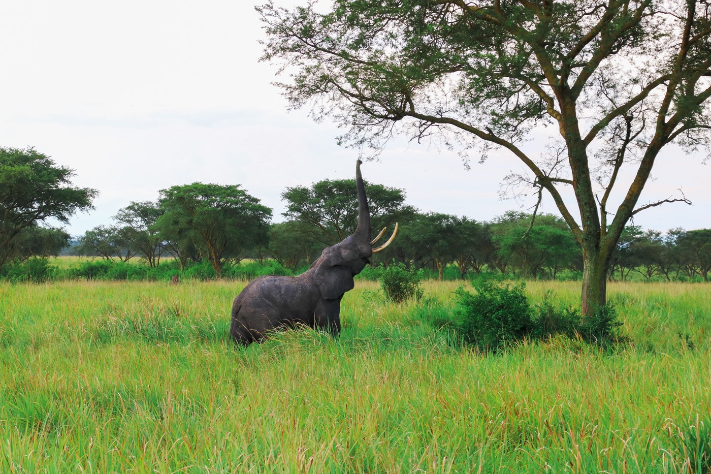 Elefant Queen Elizabeth Nationalpark