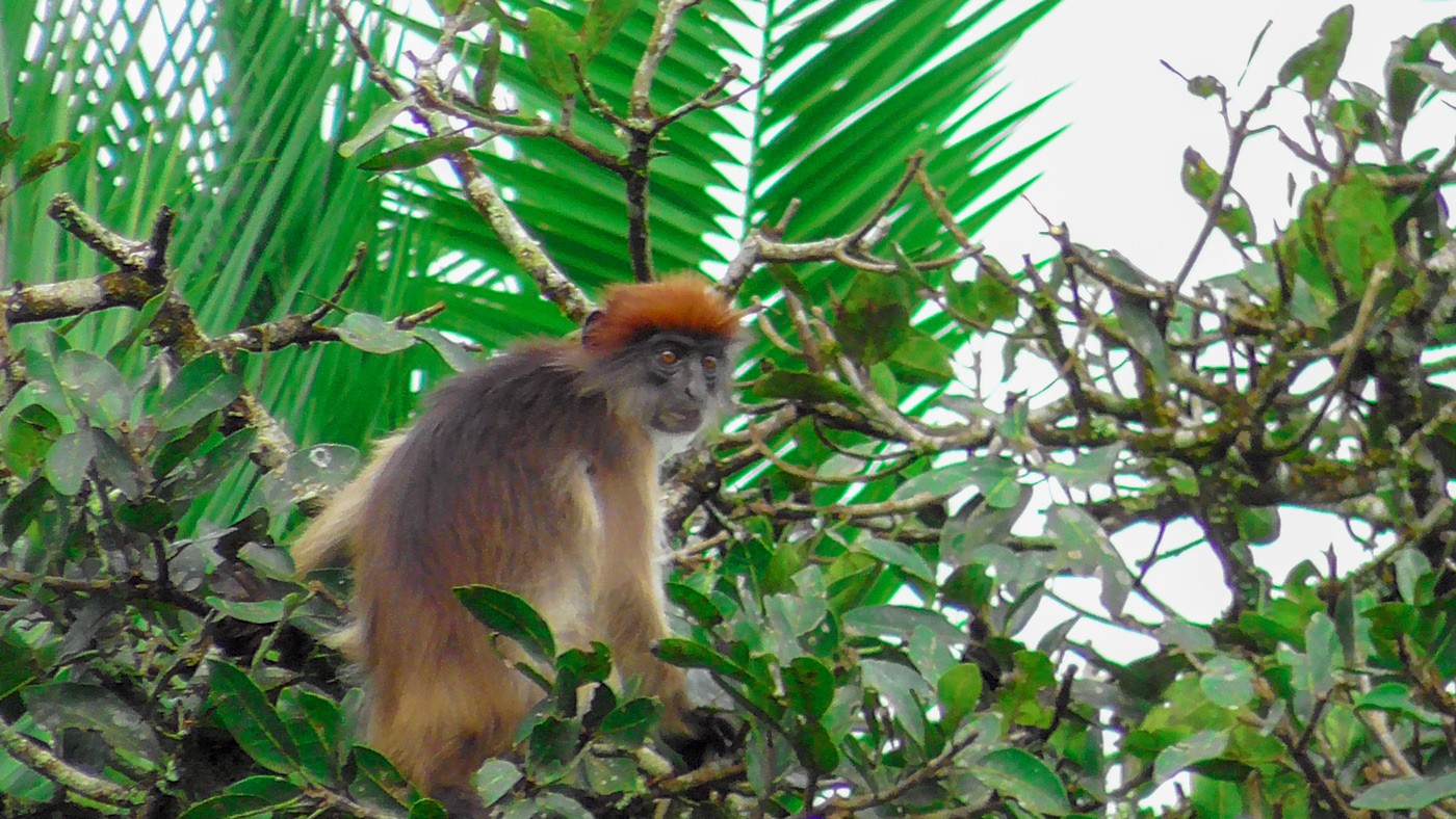 Rundreise und Gorilla Trekking Uganda