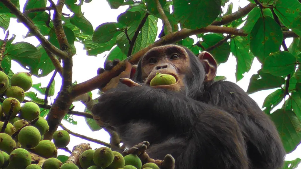Schimpansen Trekking Uganda