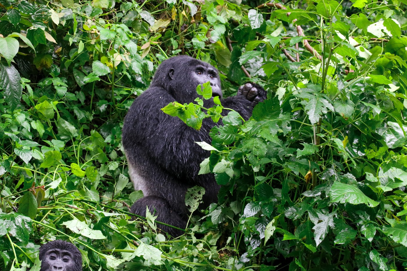 Rundreise und Gorilla Trekking Uganda