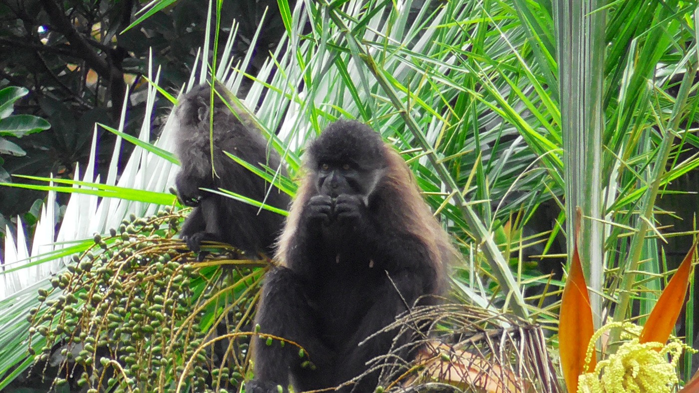 Gorilla Trekking Uganda