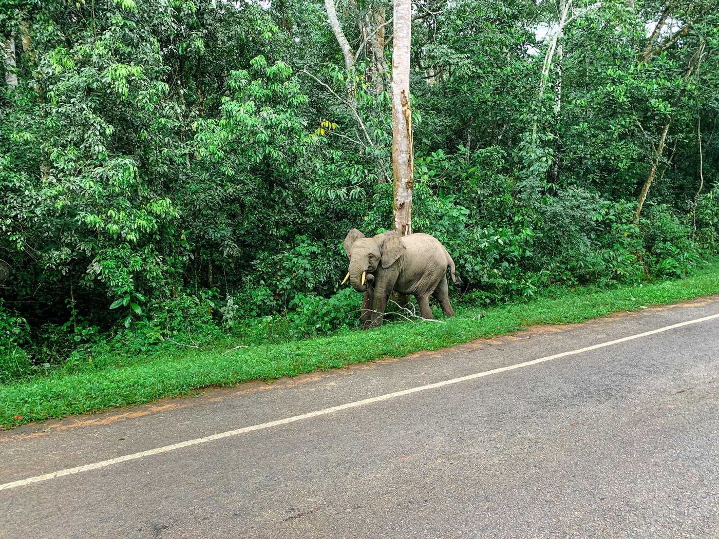 Waldelefant Uganda
