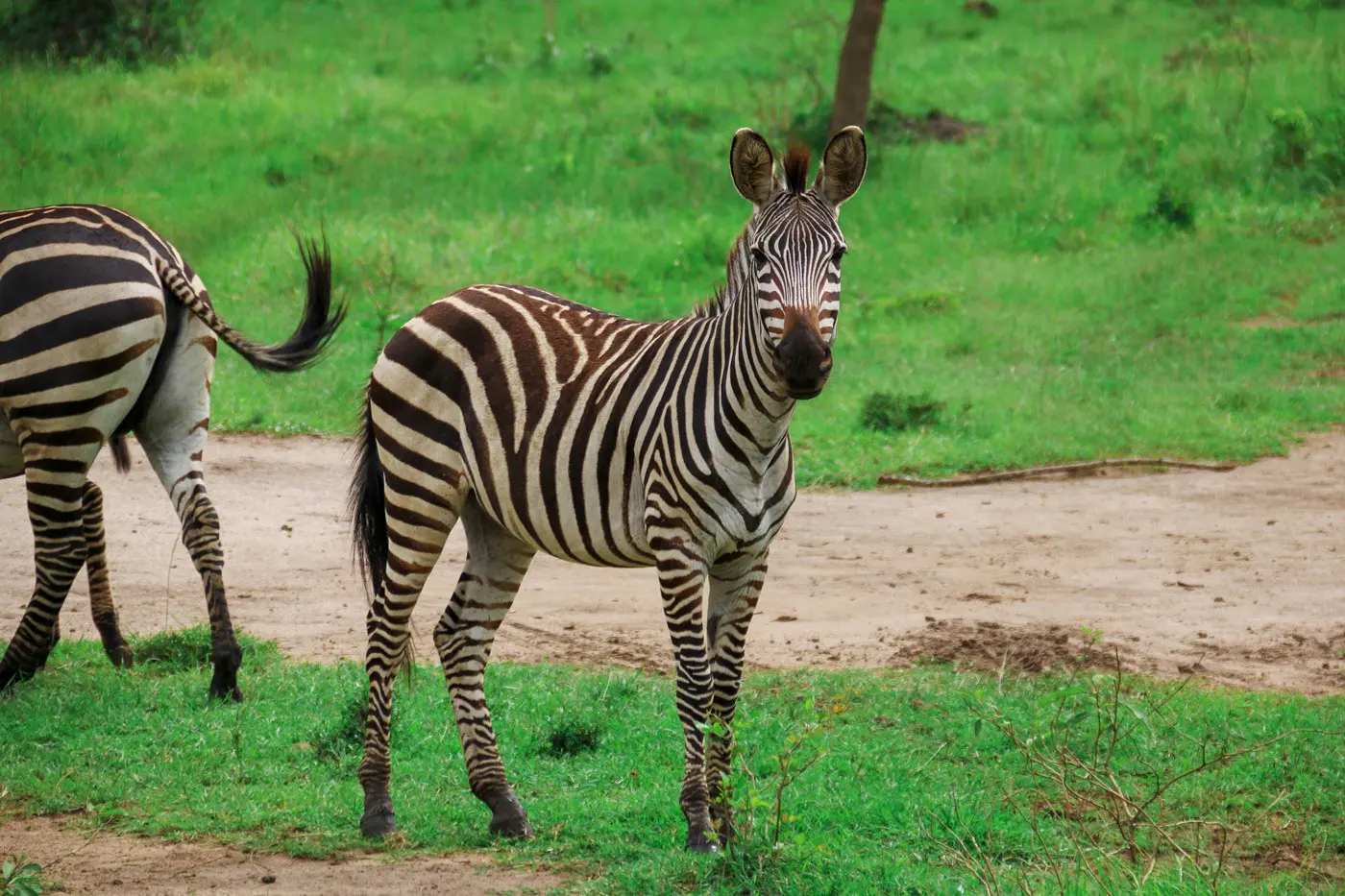 Zebra Lake Mburo Nationalpark