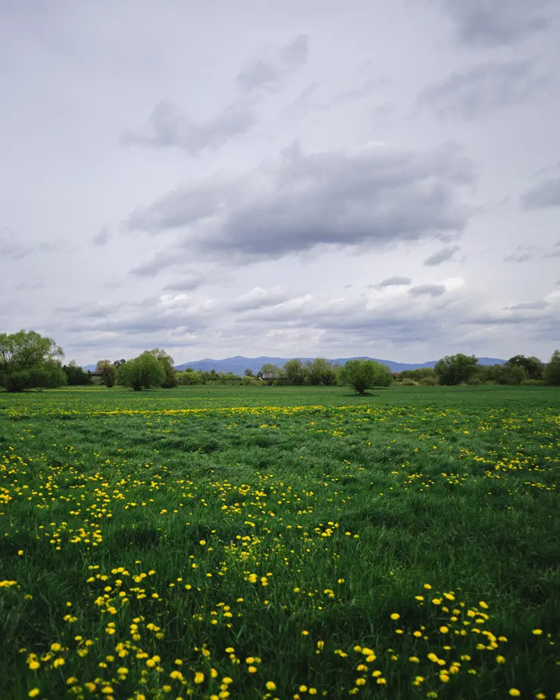 Wandern in Bayern Naturschutzgebiet Donaualtwasser Winzerer Letten