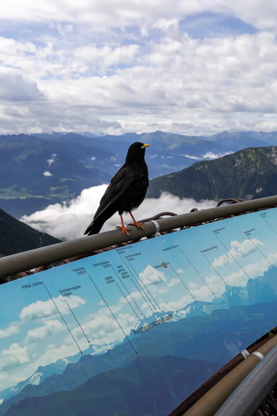 Alpendohle im Rofangebirge in Österreich - Tirol