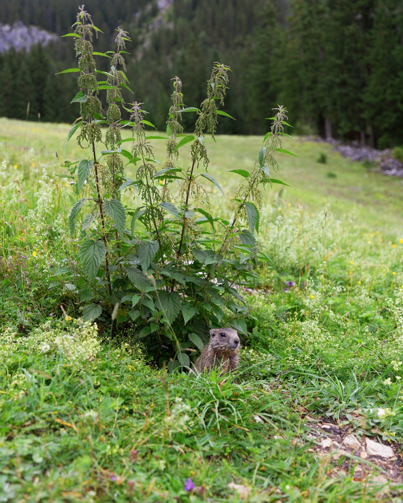Buchauer Alm Wanderung Murmeltier