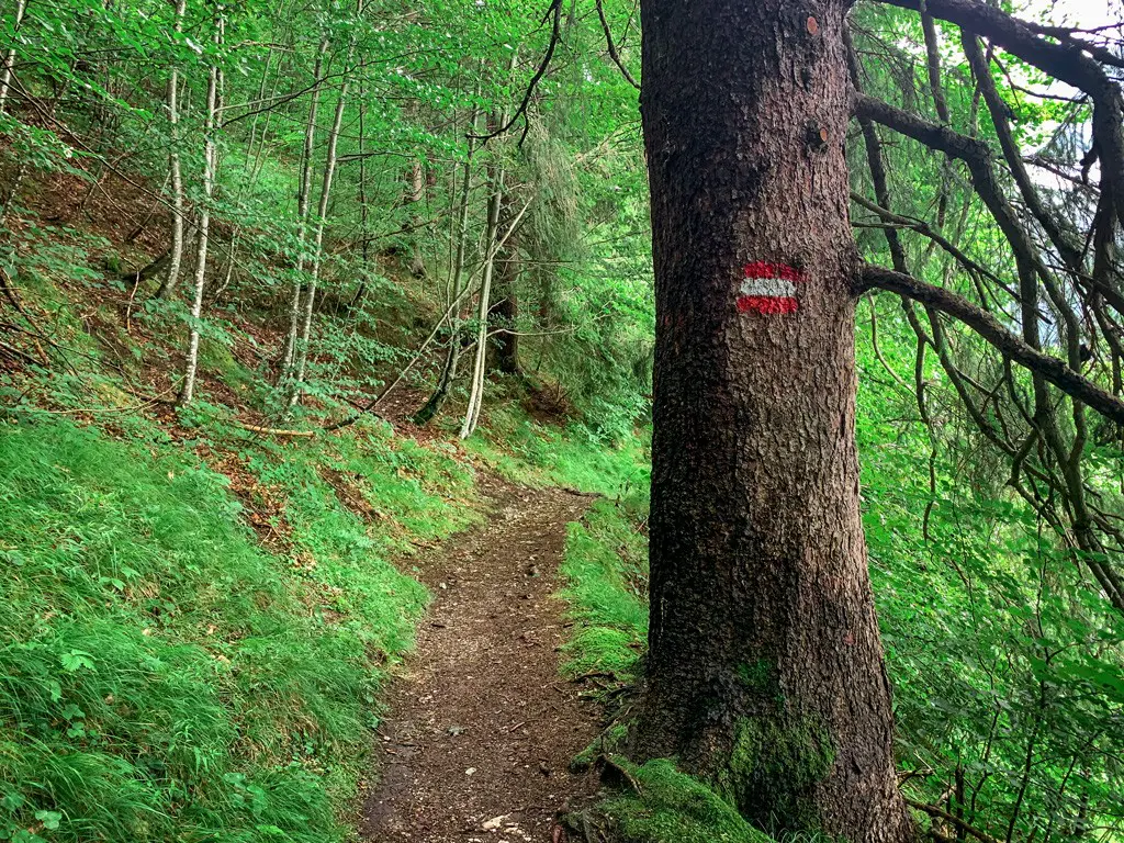 Waldpfad auf der Wanderung zur Gaisalm