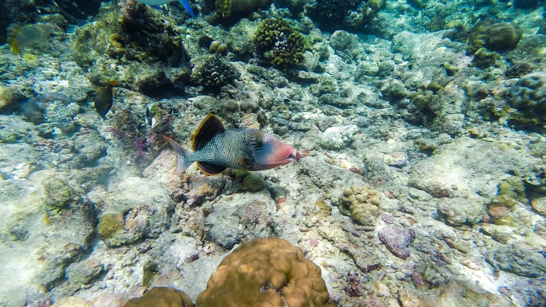 Malediven Urlaubstipps Schwimmen mit einem Gelbsaum Drueckerfisch