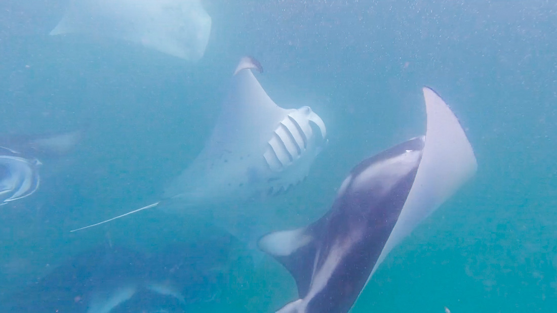 Malediven Urlaubstipps Schnorcheln mit Mantarochen