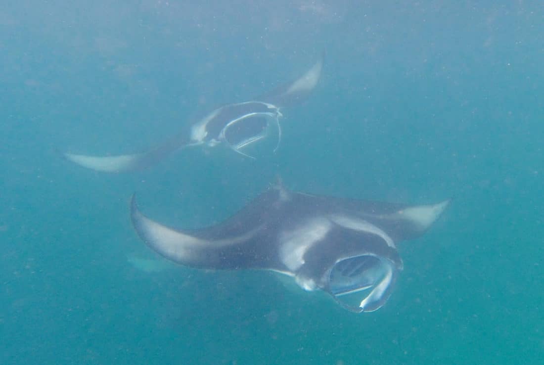 Manta Rochen in der Hanifaru Bay 