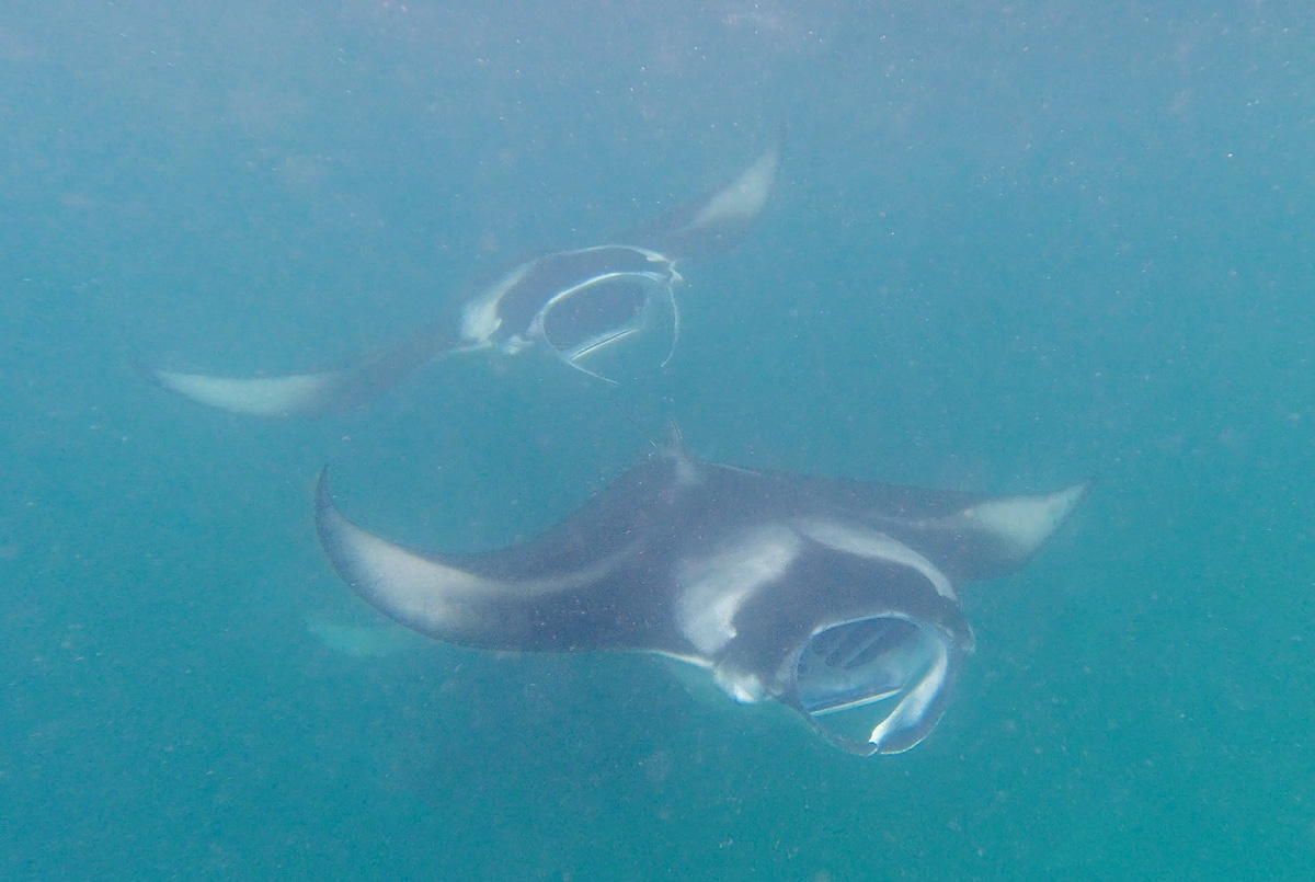 Manta Rochen in der Hanifaru Bay im Baa-Atoll auf den Malediven