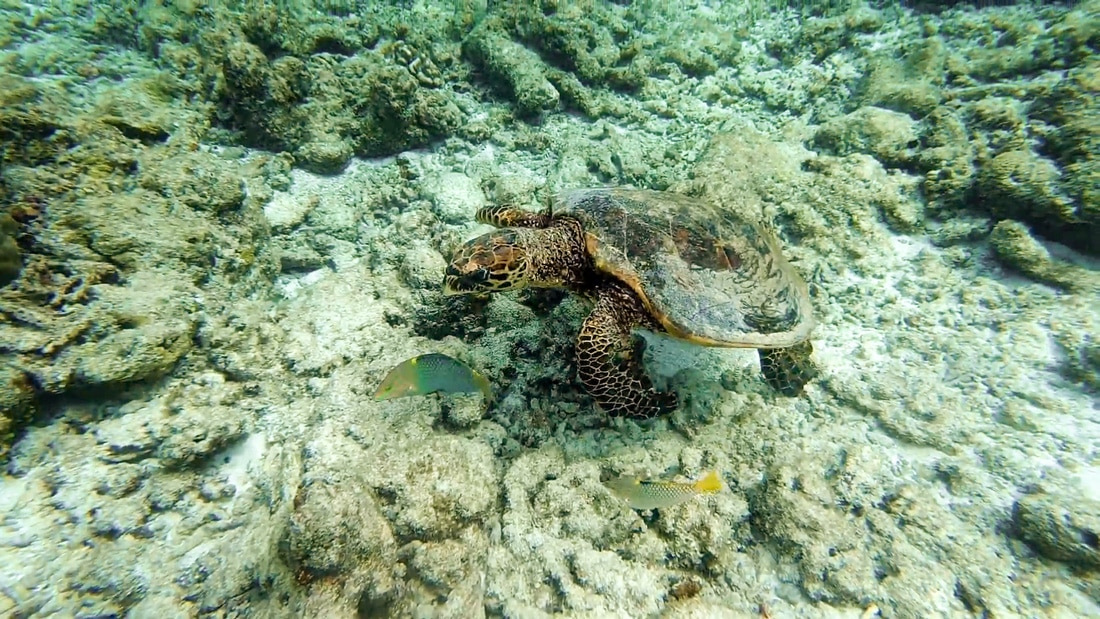Urlaubstipps Malediven  Schnorcheln mit einer Meeresschildkröte