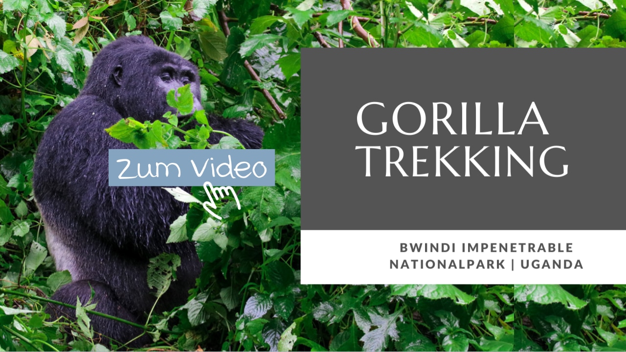 Gorilla Trekking Bwindi Nationalpark Uganda Video