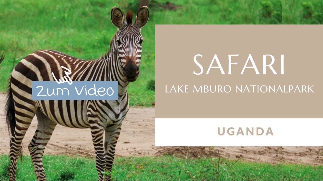Safari Lake Mburo Nationalpark Uganda Video