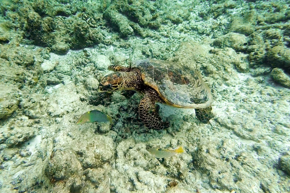 Schnorcheln mit einer Schildkröte auf den Malediven