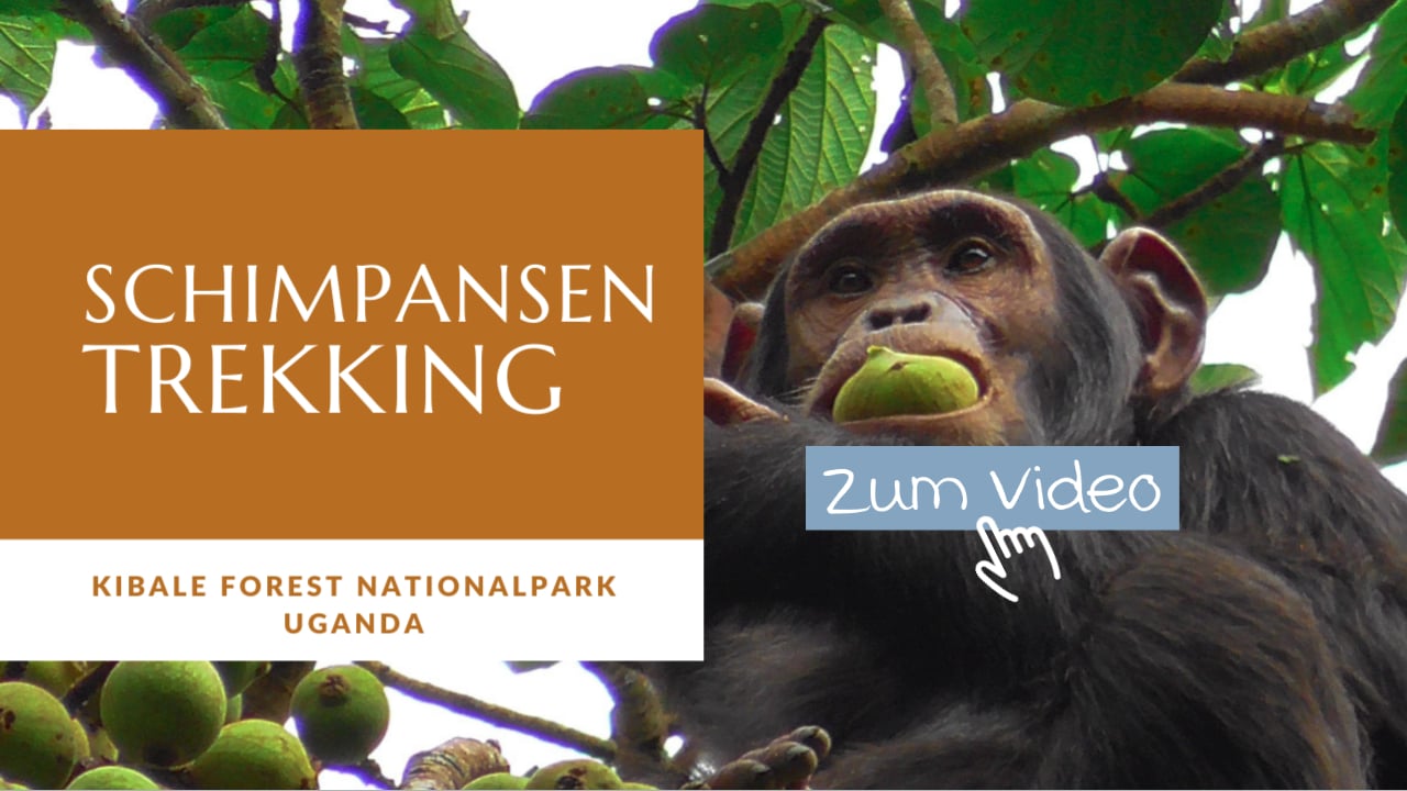 Video Schimpansen Trekking Kibale Nationalpark Uganda