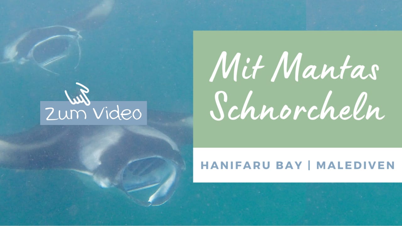 Video | Schnorcheln mit Mantas in der Hanifaru Bay