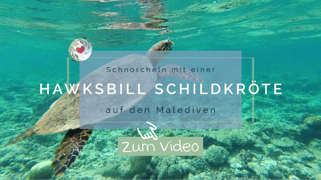 Video | Schnorcheln mit einer Hawksbill Schildkröte