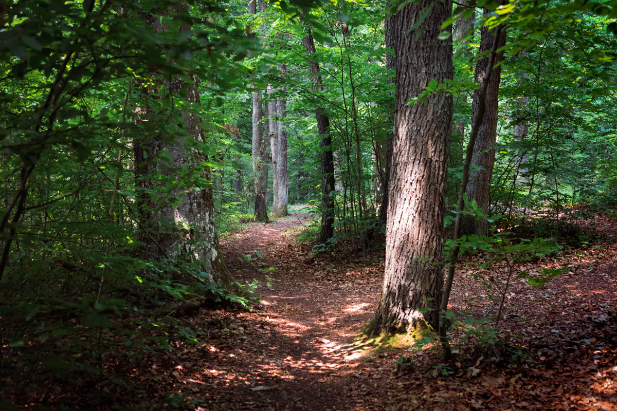 Waldwanderweg-Max-Schultze-Steig