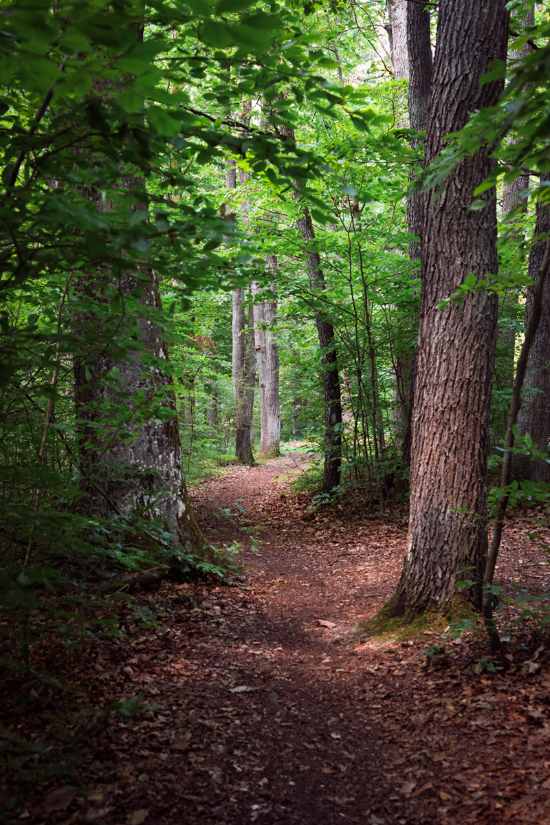 Waldweg-Max-Schultze-Steig-Pentling