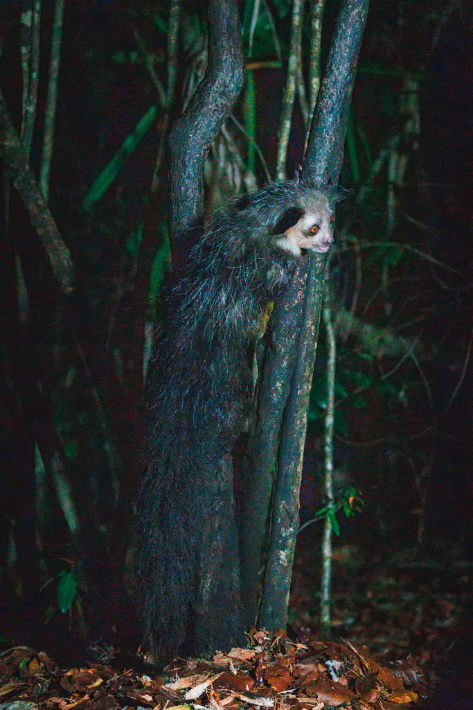 Aye-Aye-Akanin-ny-Nofy-Palmarium-Madagaskar