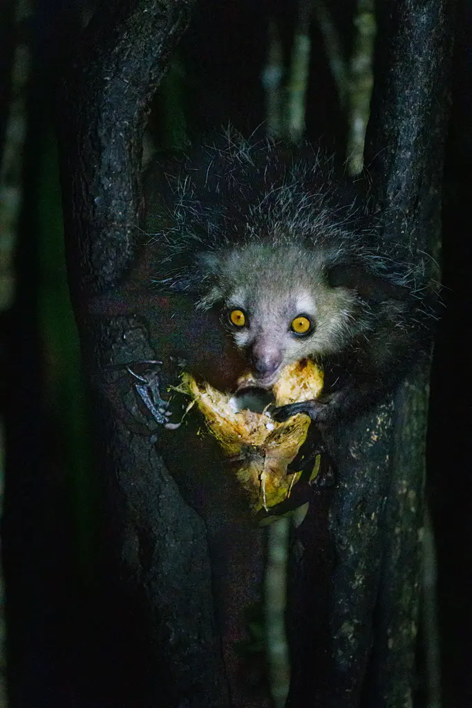 Aye-Aye-Fingertier Palmarium-Madagaskar