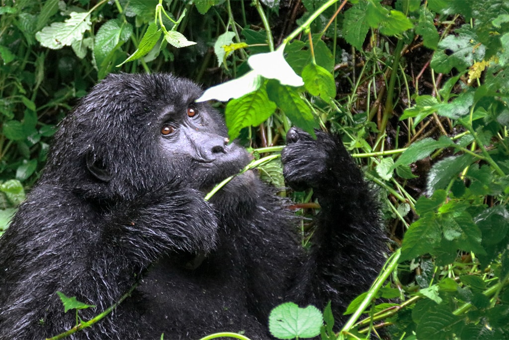 Rundreise Uganda Gorilla Trekking