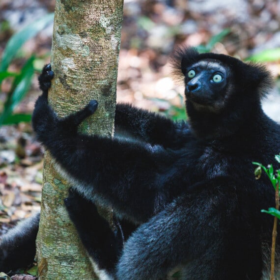 Indri-Indri-Akanin-ny-Nofy-Palmarium-Reservat-Madagaskar