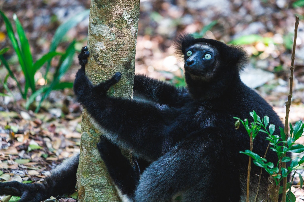 Indri-Indri-Akanin-ny-Nofy-Palmarium-Reservat-Madagaskar