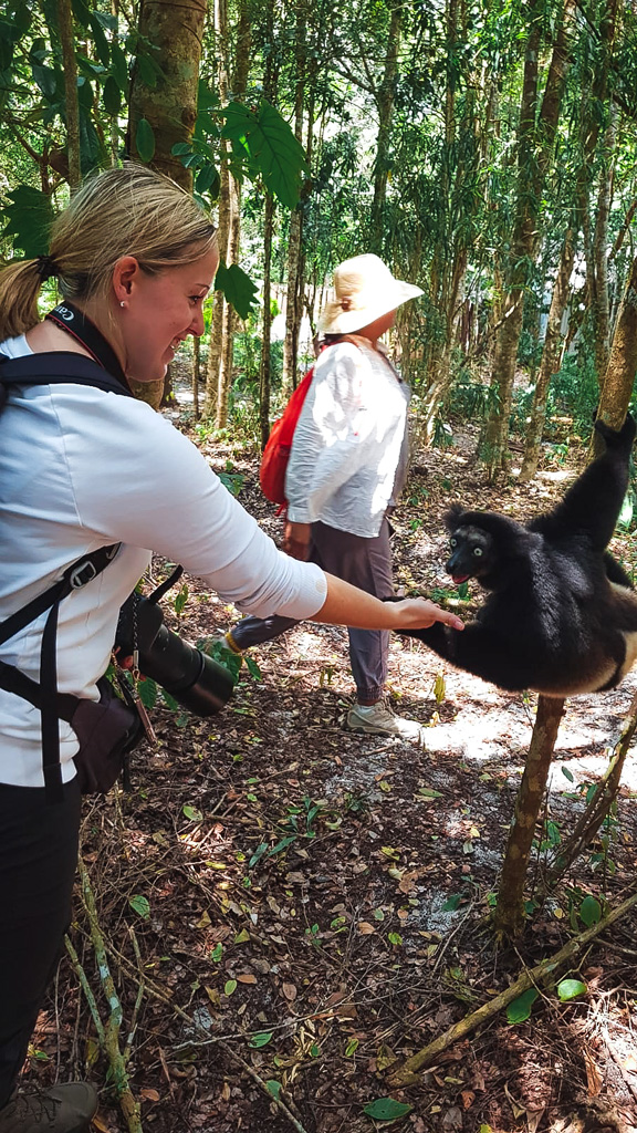 Indri Indri im Palmarium Akanin´ny Nofy Reservat
